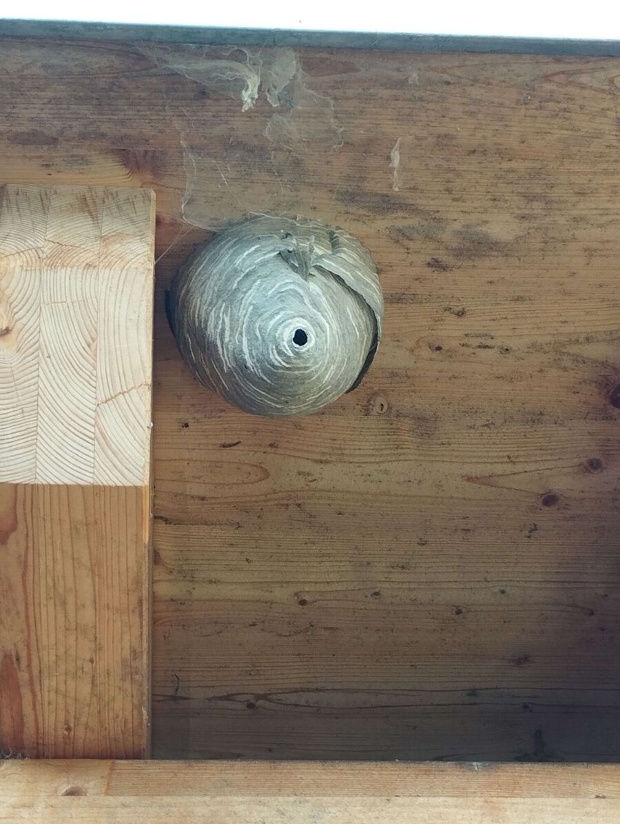 wespennest_entfernen