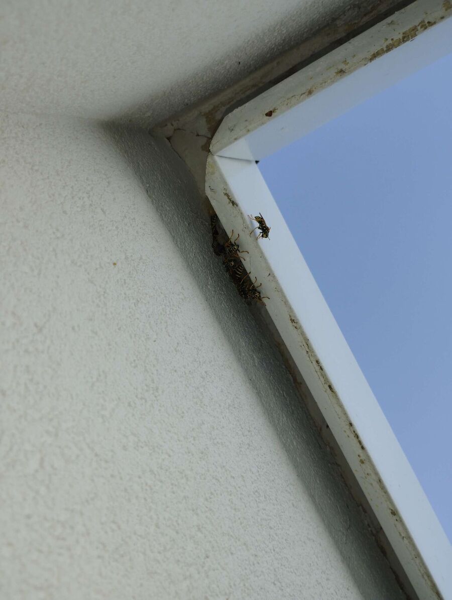 wespennest_entfernen