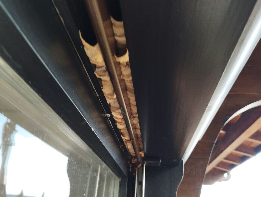 wespennest_entfernen