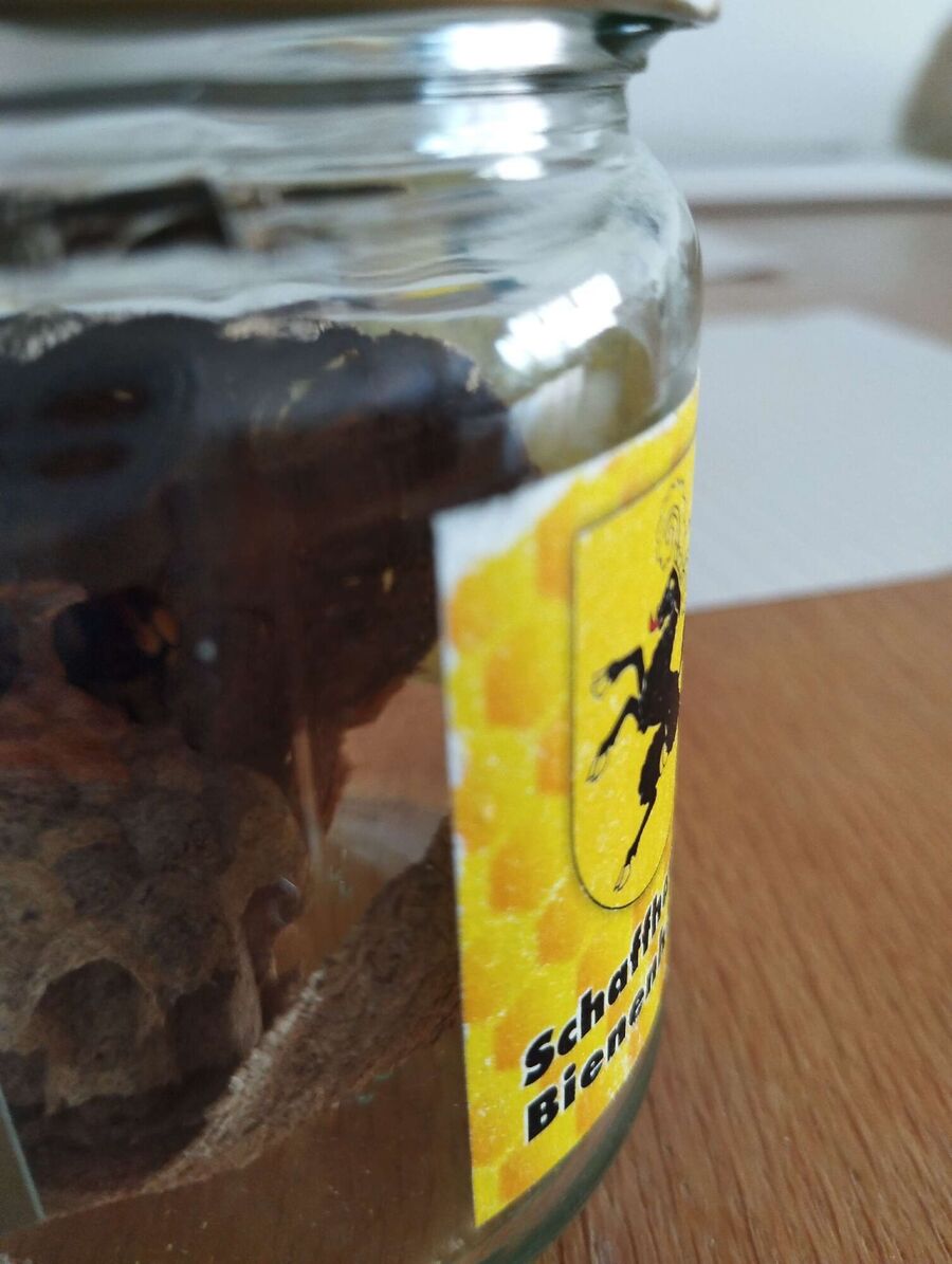 wespennest_entfernen