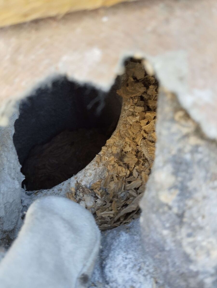 wespennest_entfernen