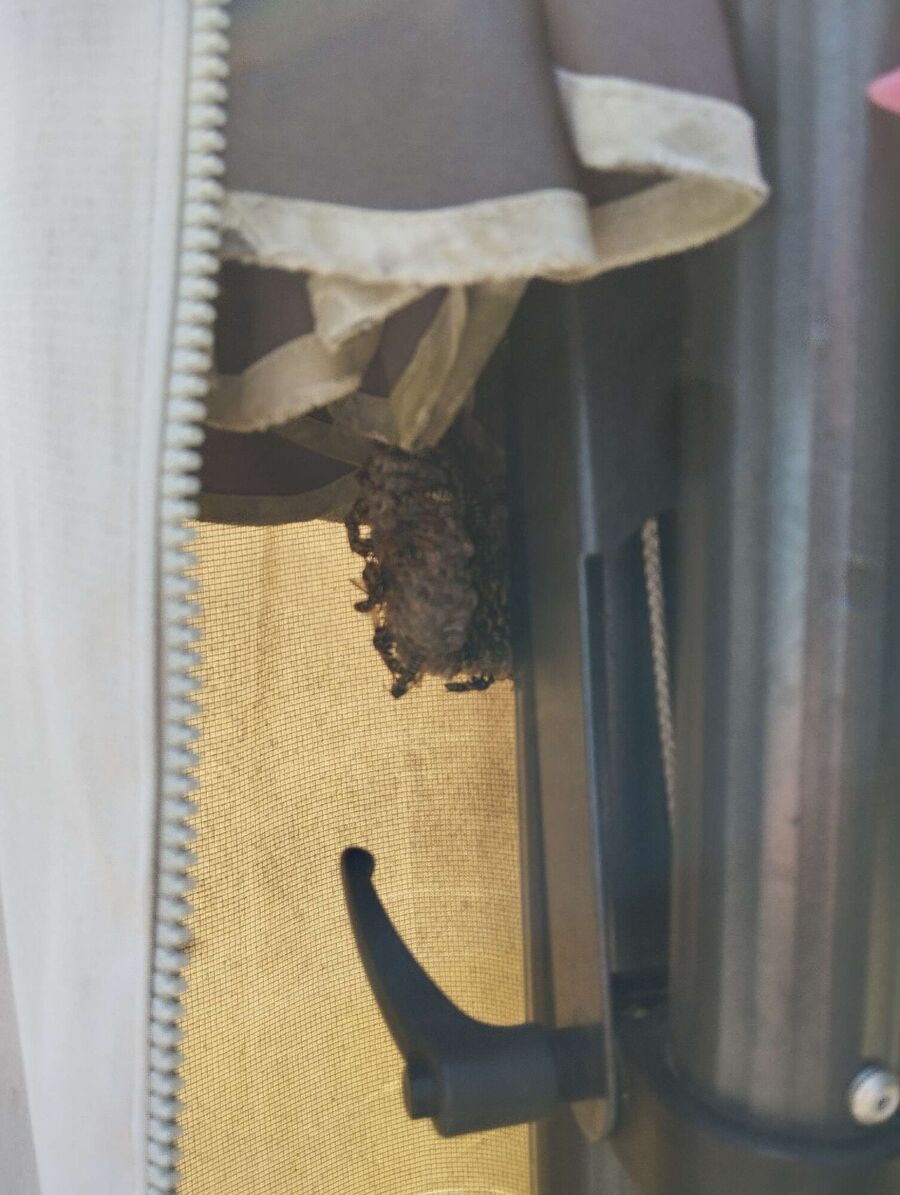 wespennest_entfernen