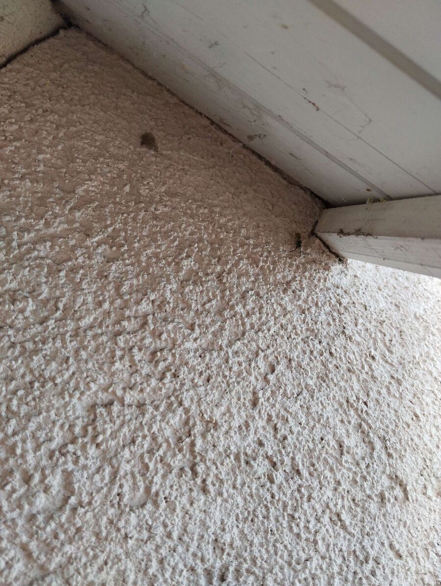 wespennest_entfernen