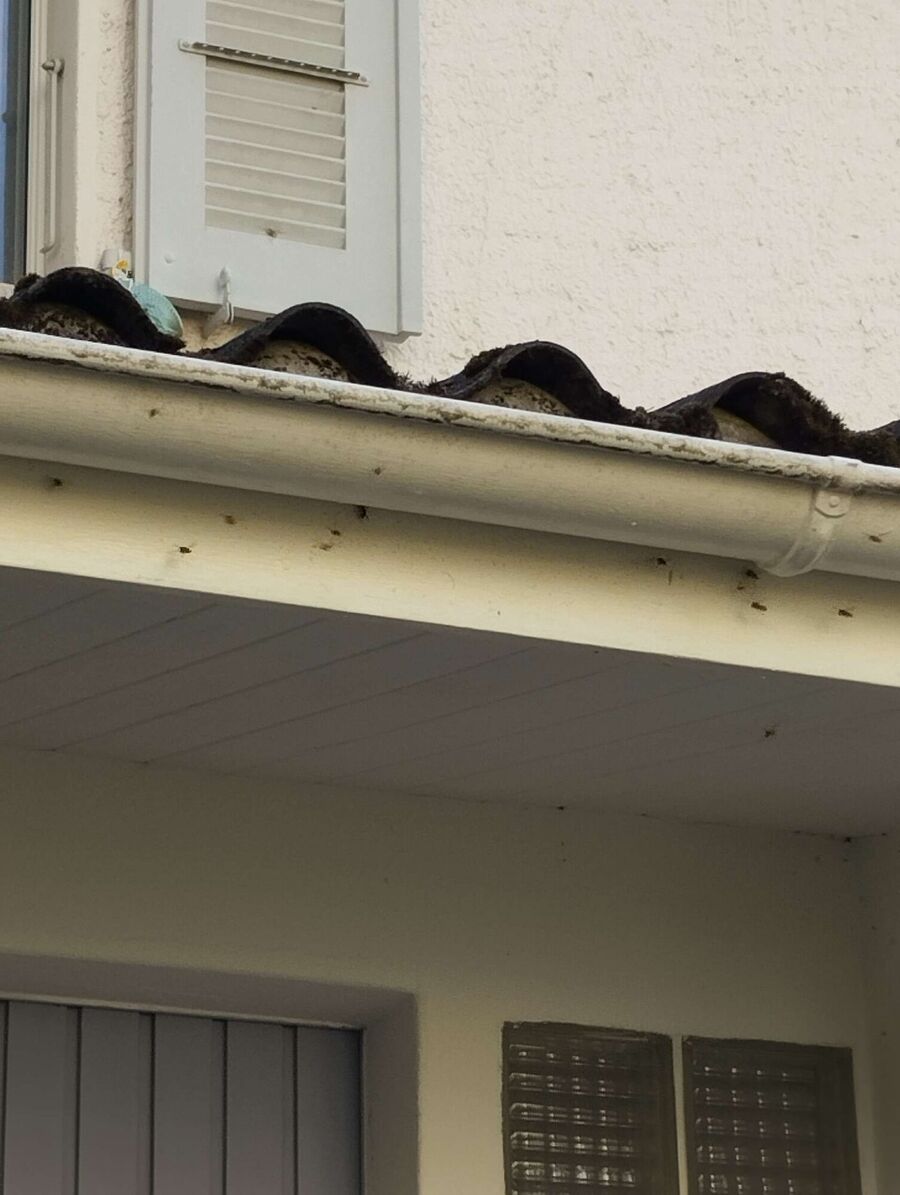 wespennest_entfernen