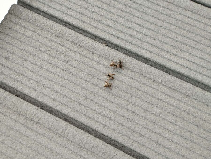 wespennest_entfernen