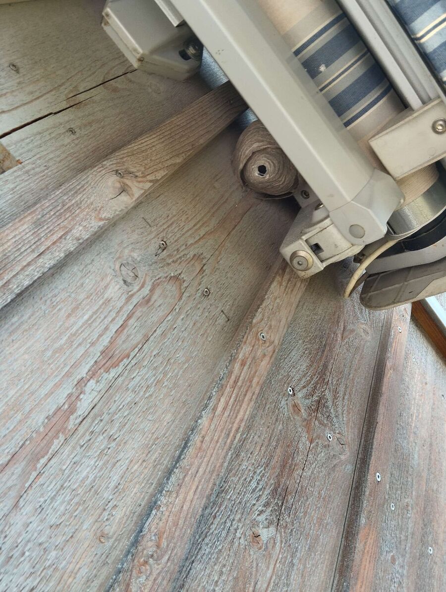 wespennest_entfernen