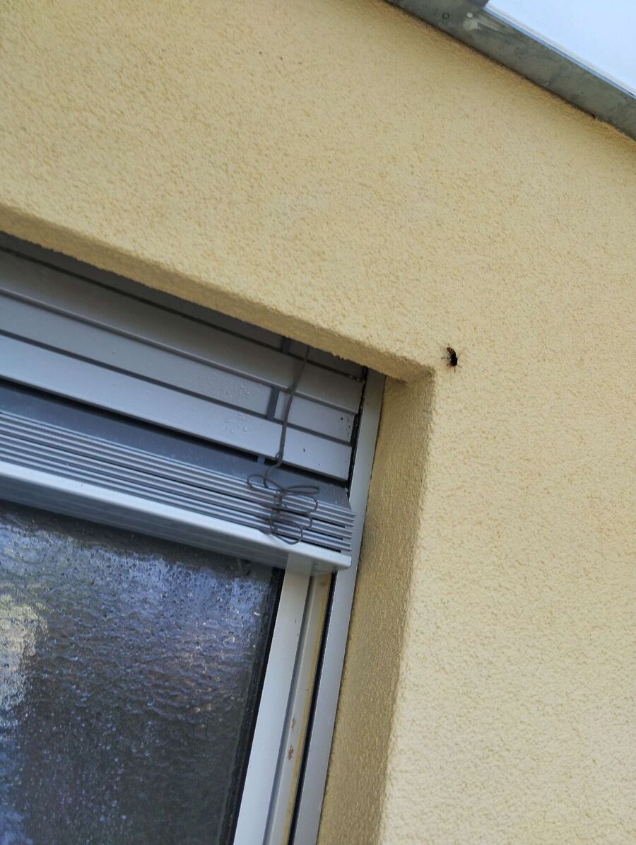 wespennest_entfernen