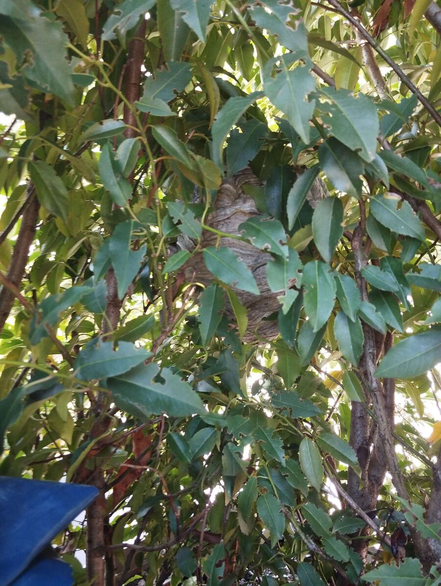 wespennest_entfernen