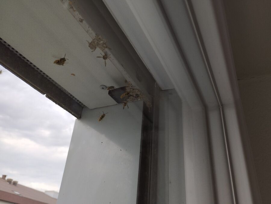 wespennest_entfernen