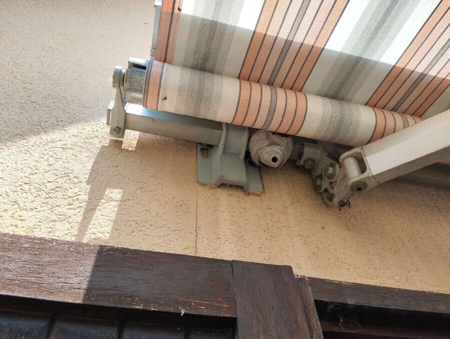 wespennest_entfernen