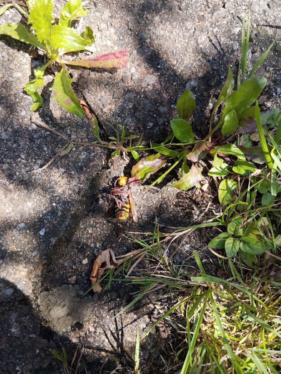 wespennest_entfernen