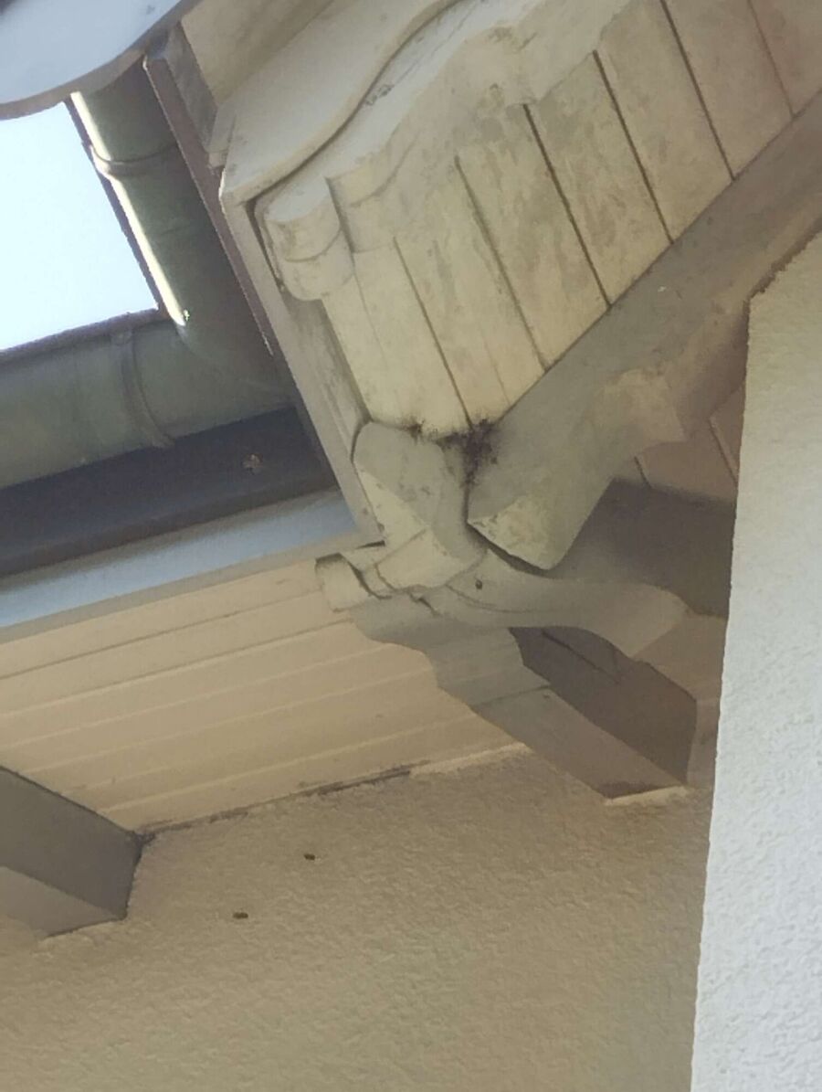 wespennest_entfernen