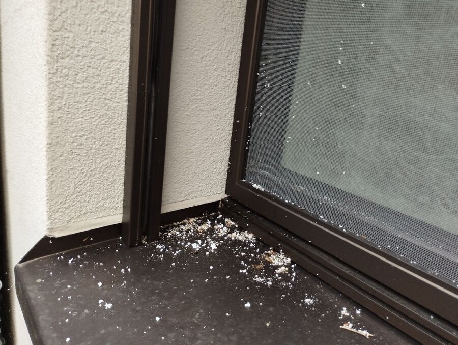 wespennest_entfernen