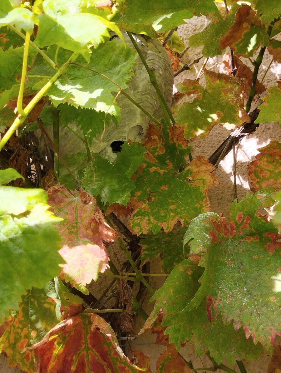 wespennest_entfernen