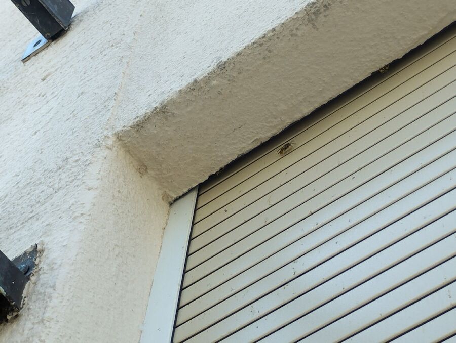 wespennest_entfernen