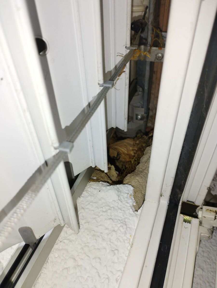 wespennest_entfernen