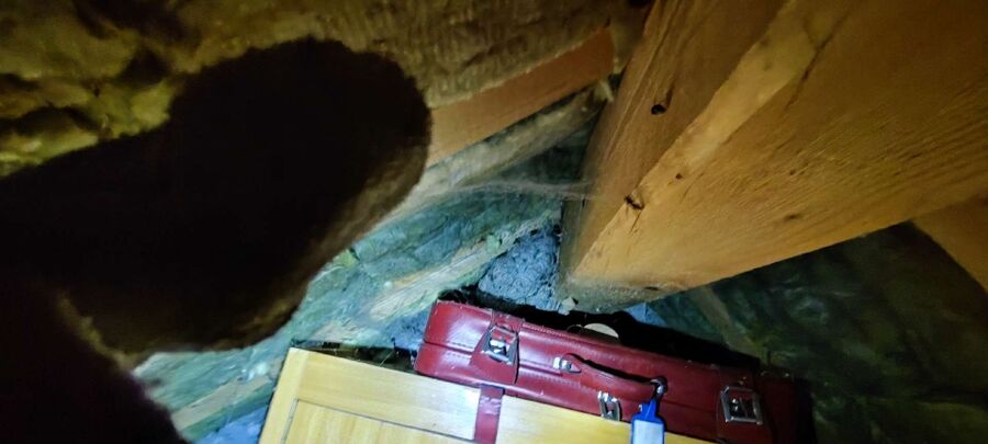 wespennest_entfernen