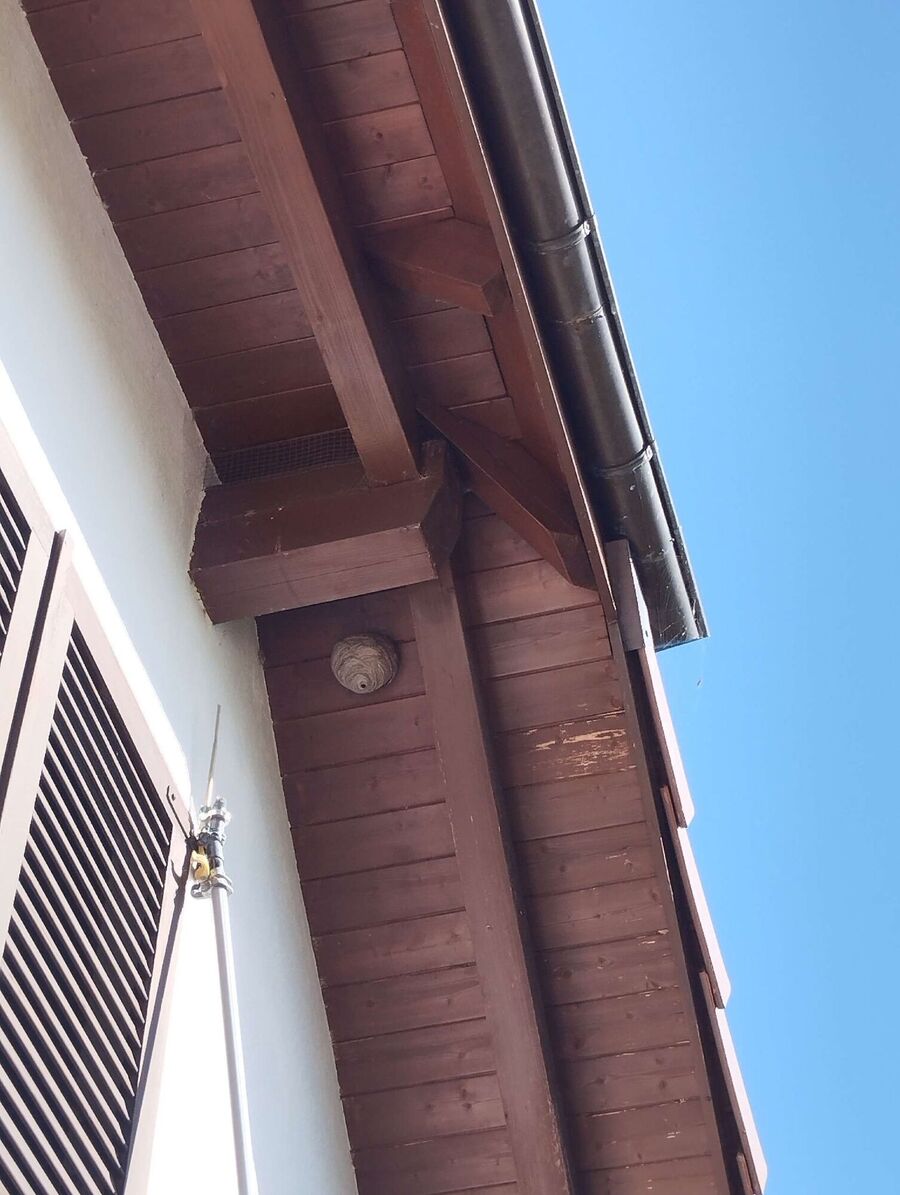 wespennest_entfernen