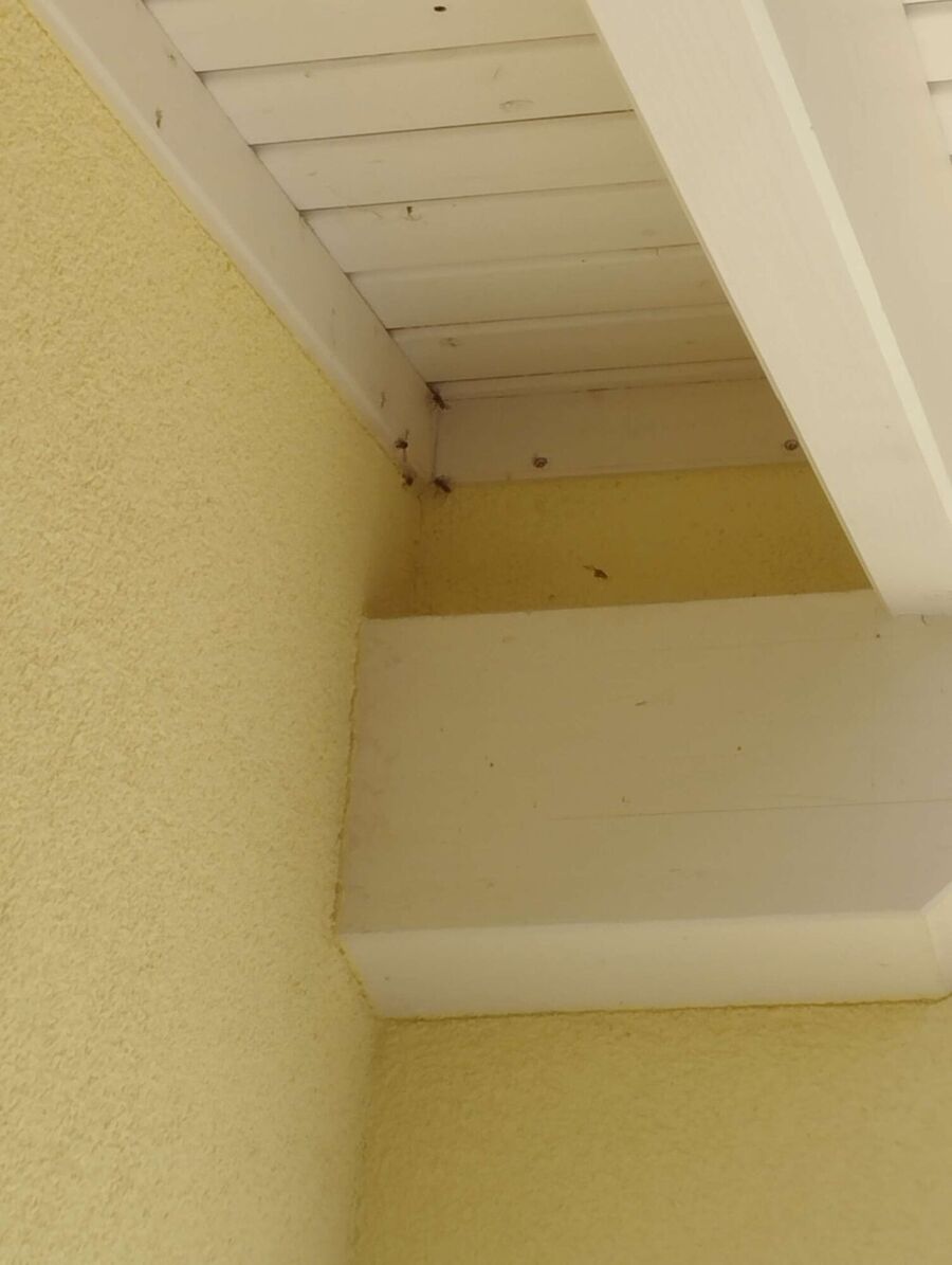 wespennest_entfernen