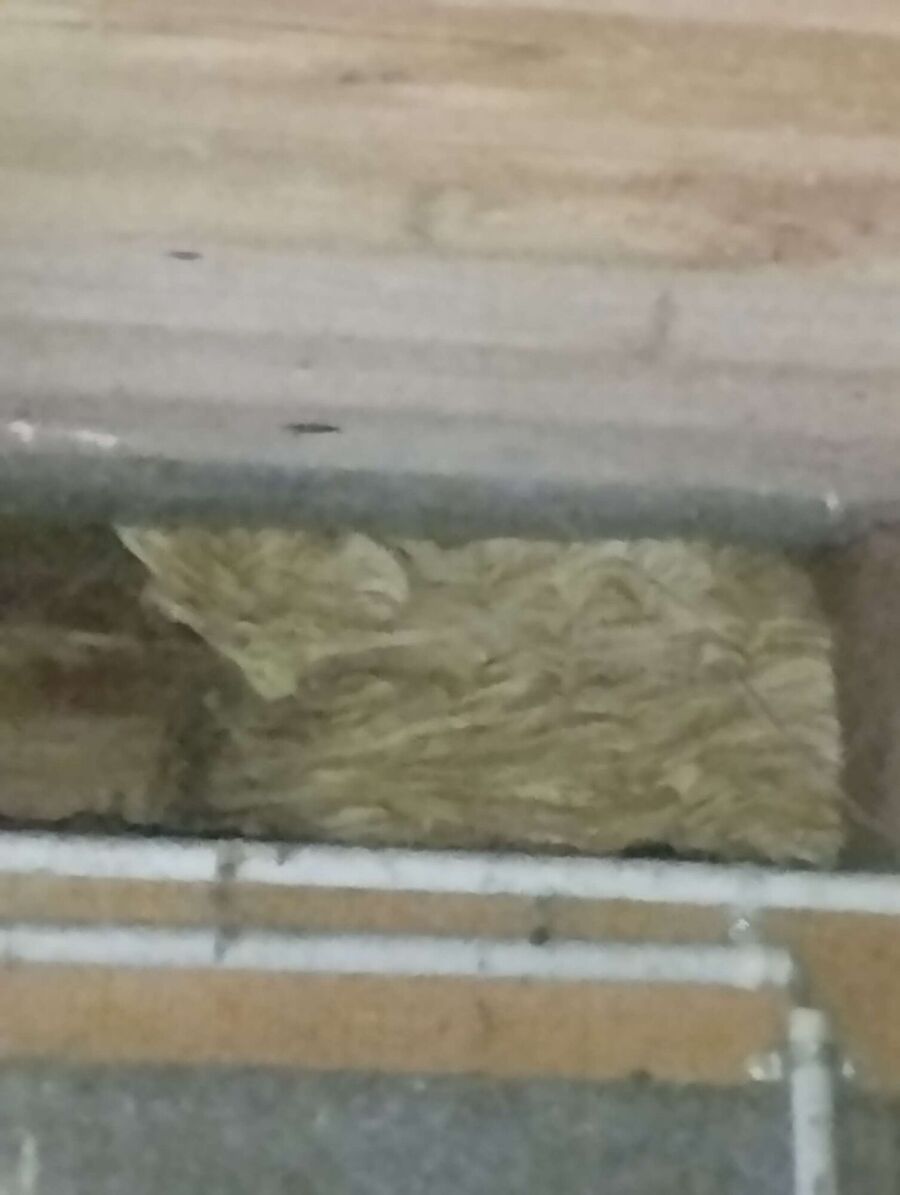 wespennest_entfernen