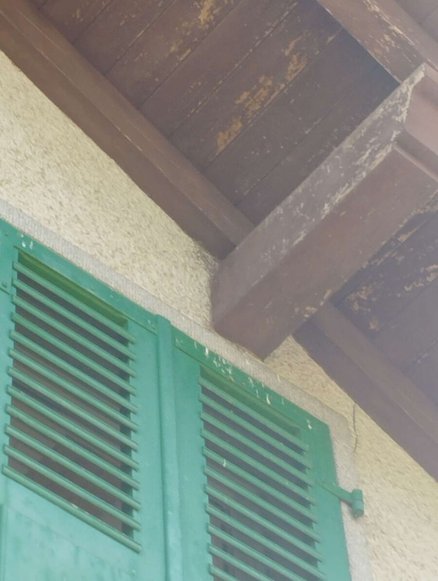 wespennest_entfernen