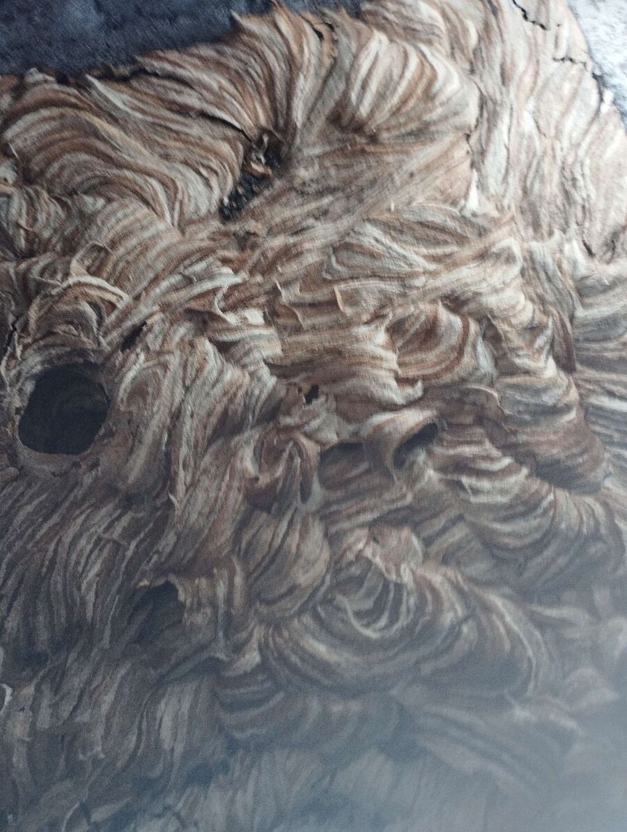 wespennest_entfernen