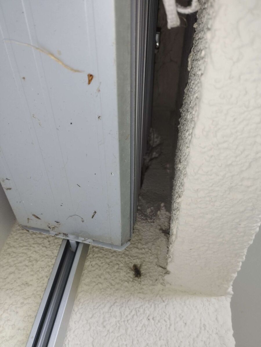 wespennest_entfernen