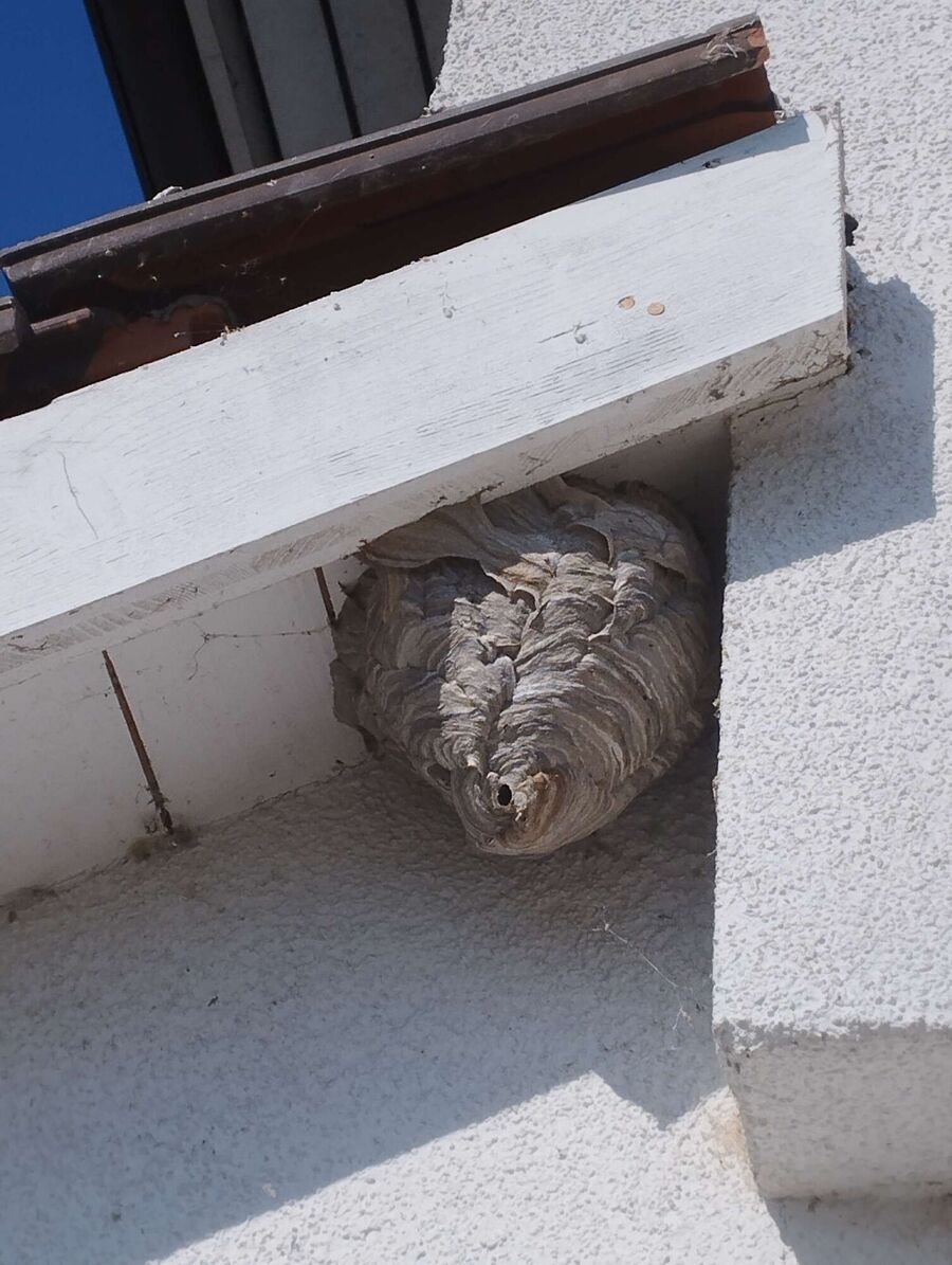 wespennest_entfernen