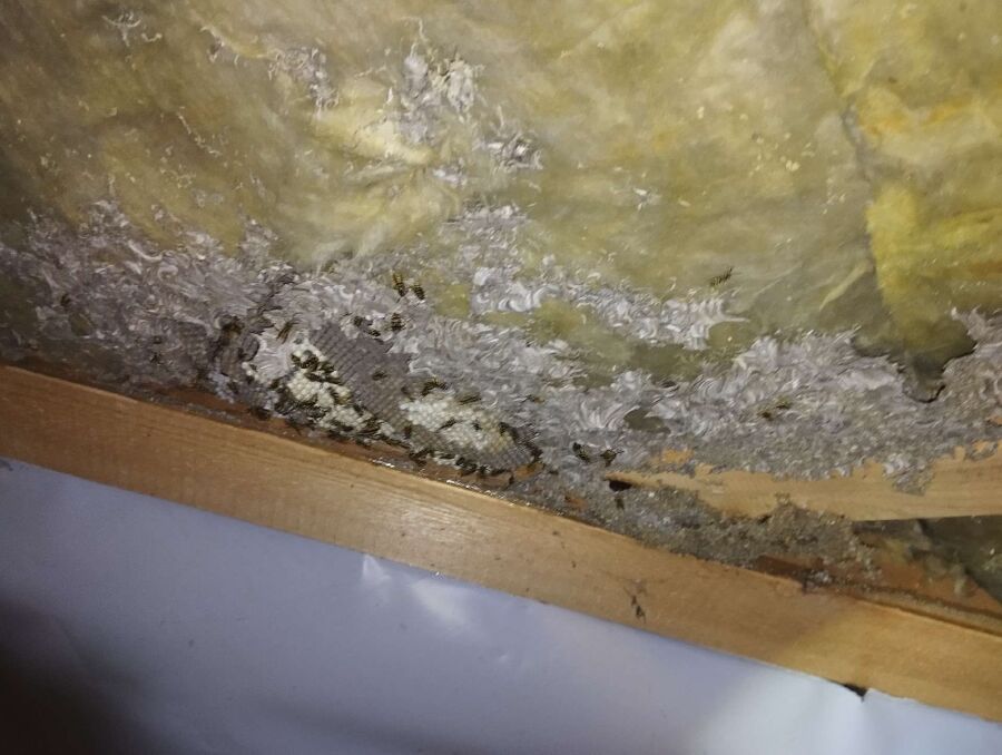 wespennest_entfernen