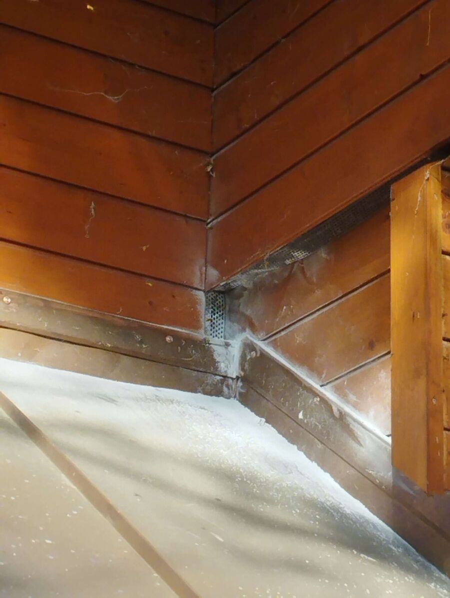 wespennest_entfernen