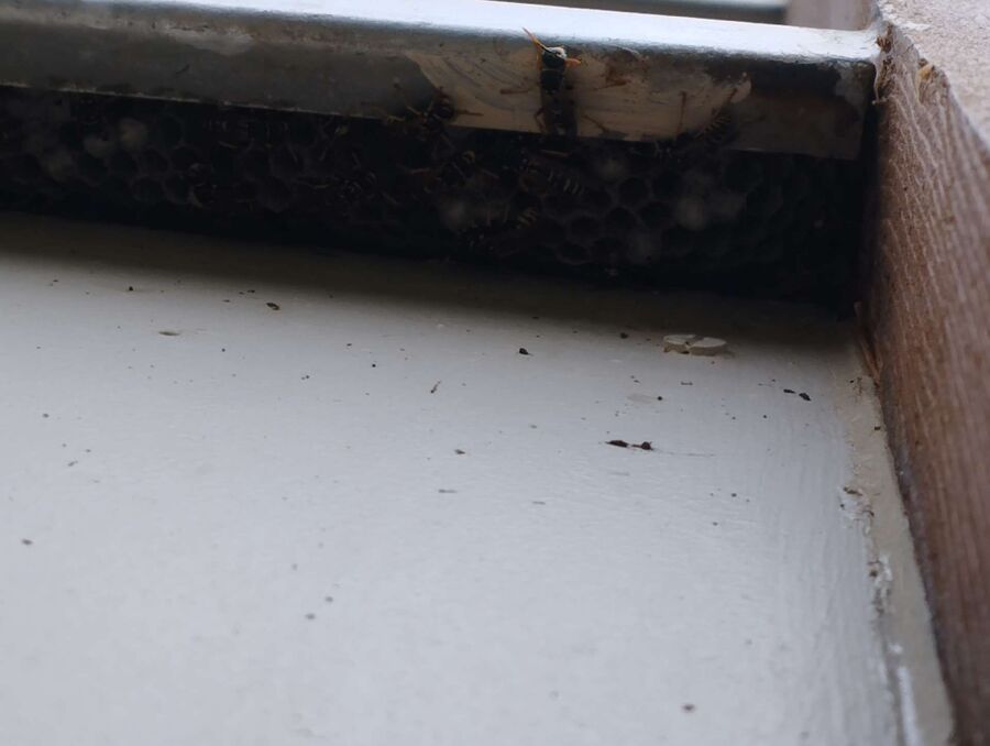 wespennest_entfernen