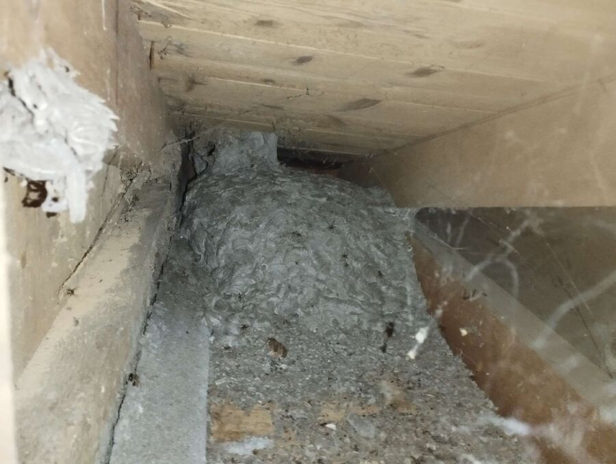 wespennest_entfernen