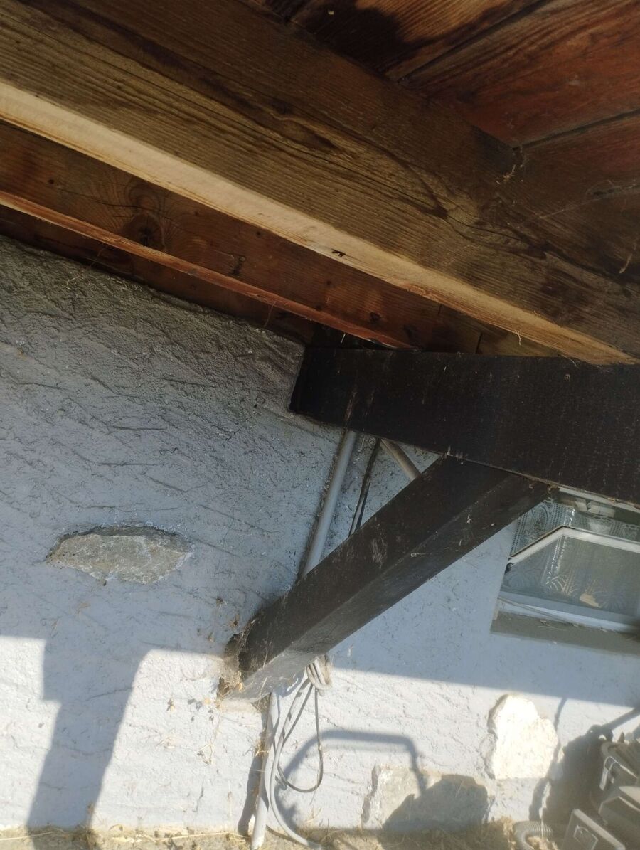 wespennest_entfernen