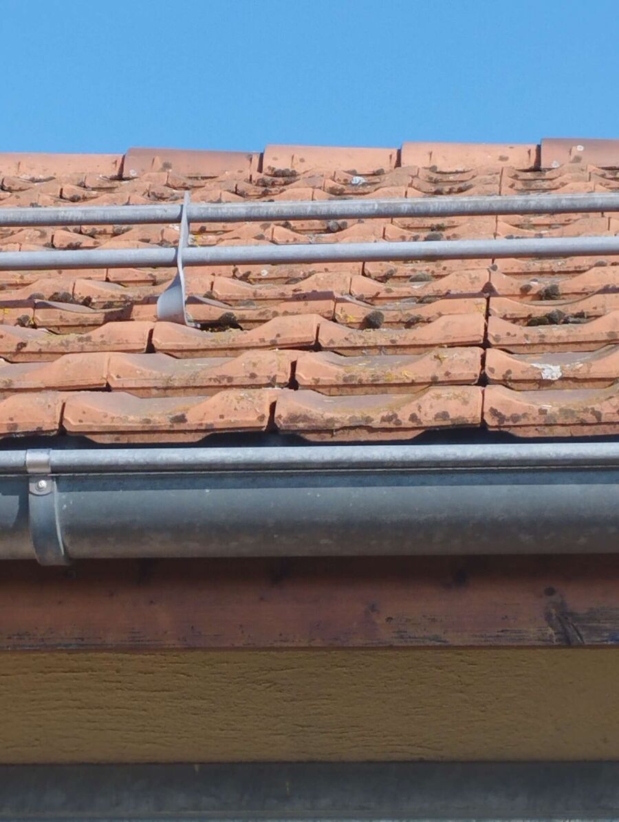 wespennest_entfernen