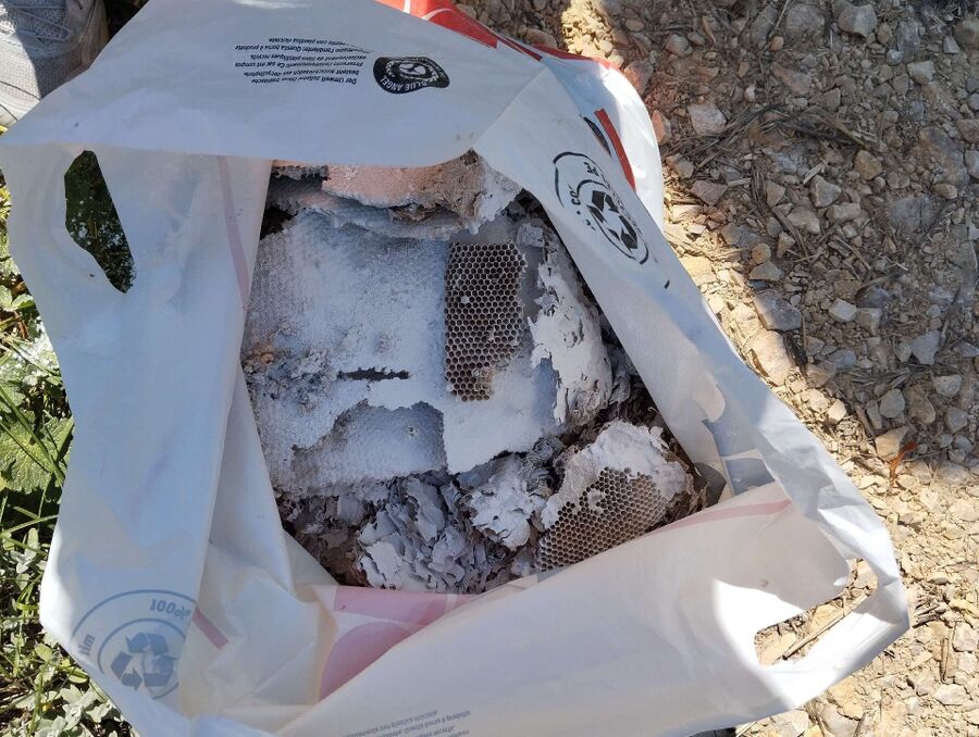 wespennest_entfernen