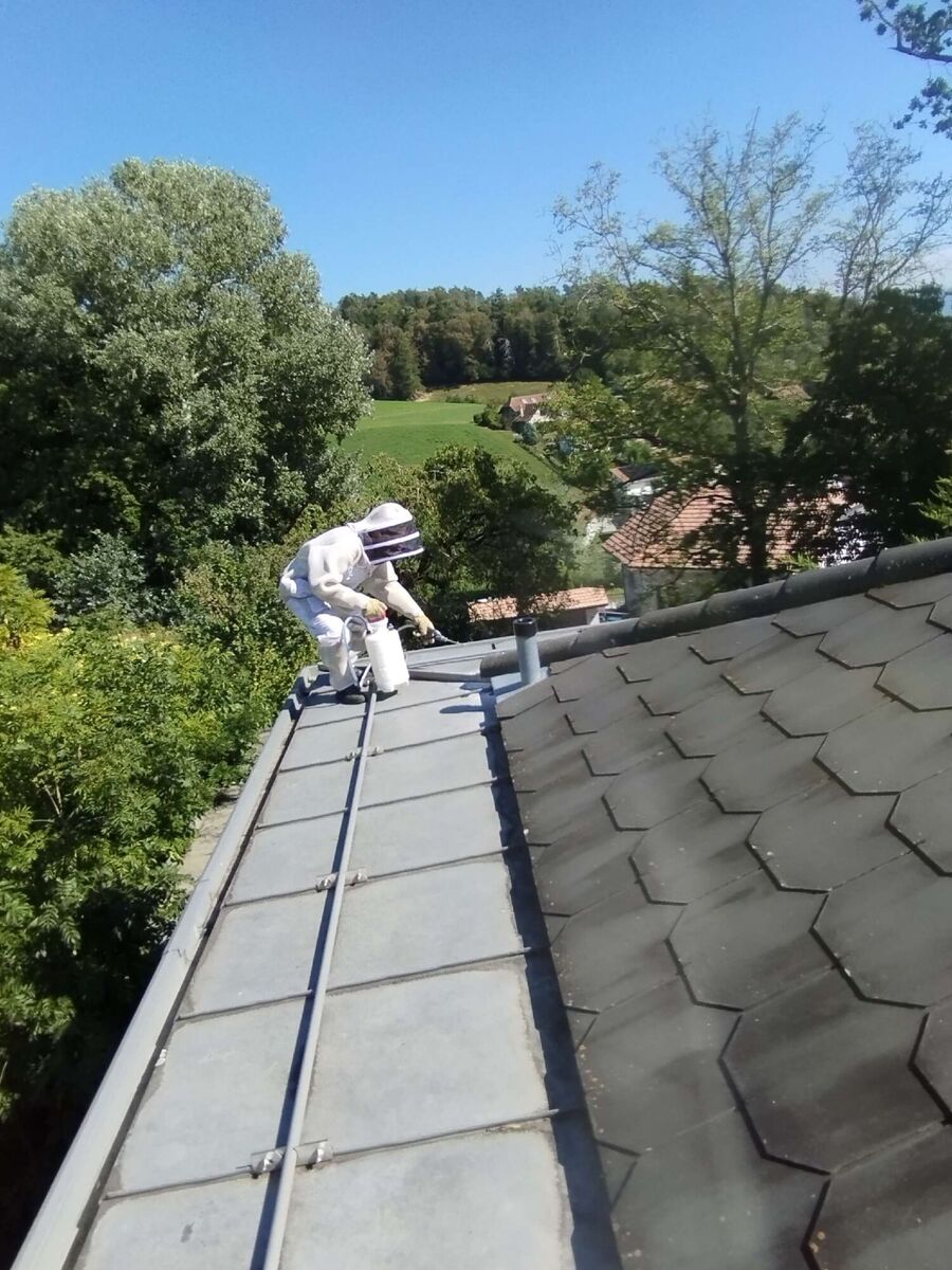 wespennest_entfernen