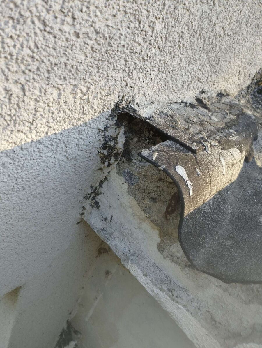 wespennest_entfernen