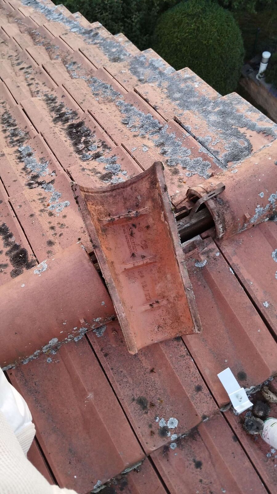 wespennest_entfernen