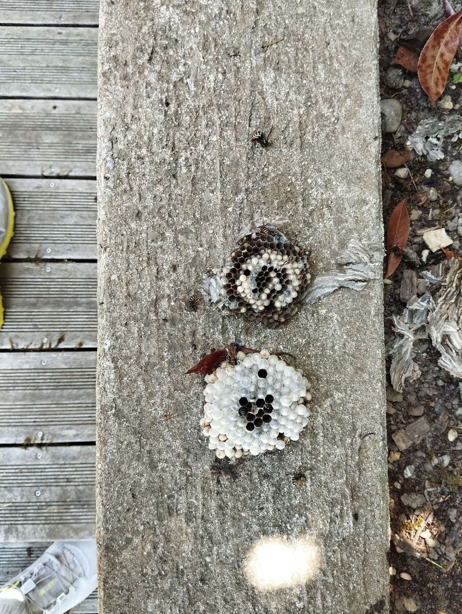 wespennest_entfernen