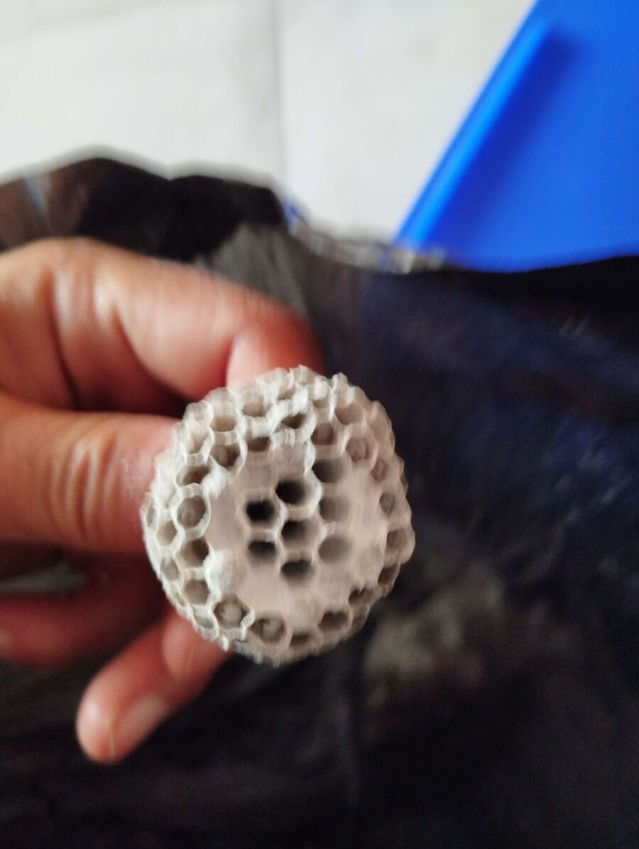 wespennest_entfernen