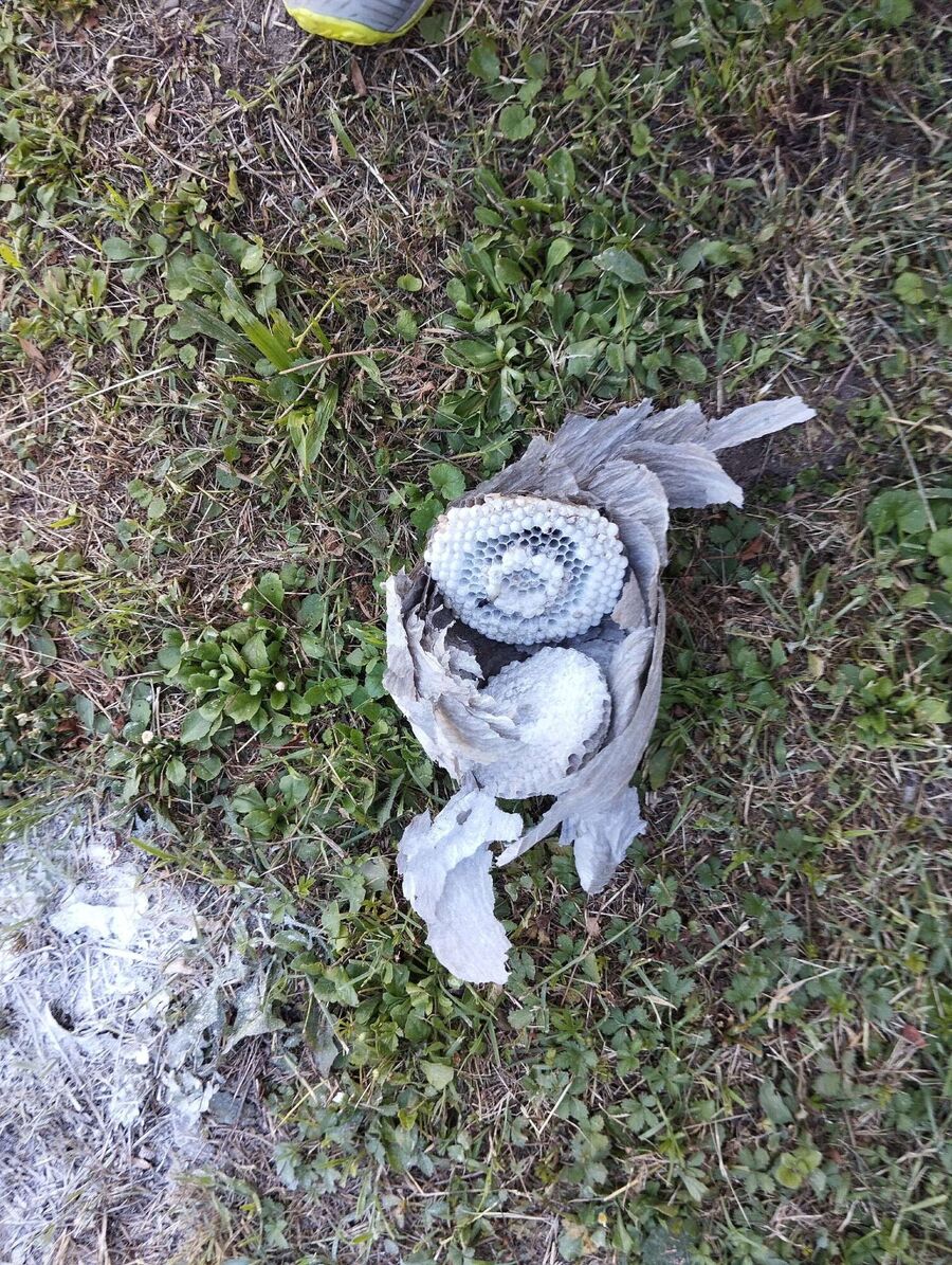 wespennest_entfernen