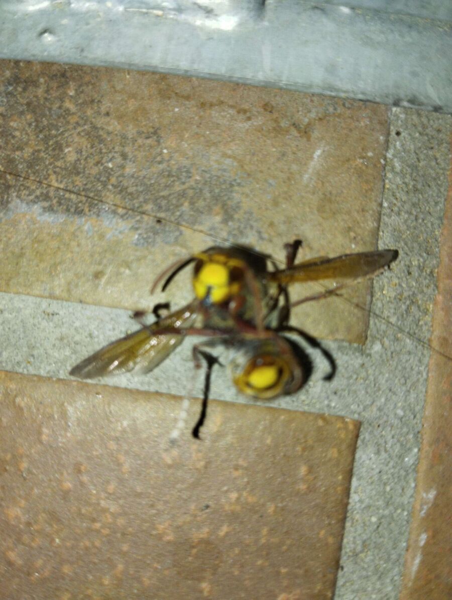 wespennest_entfernen