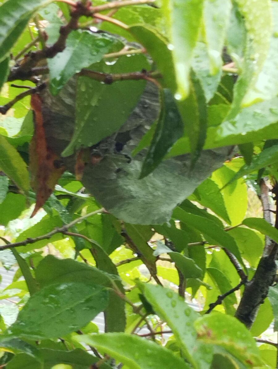 wespennest_entfernen