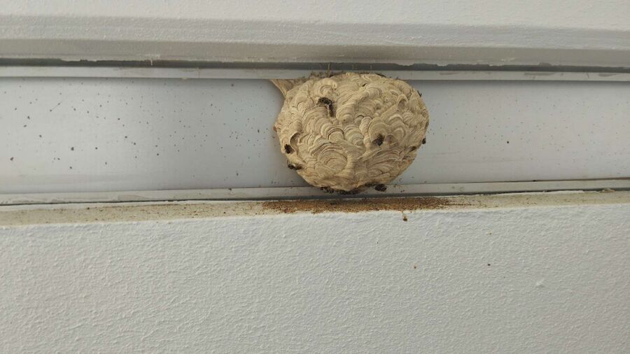 wespennest_entfernen