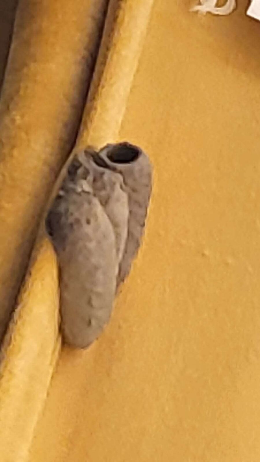 wespennest_entfernen