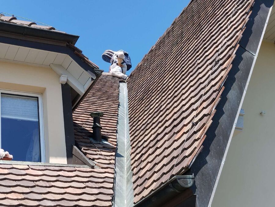 wespennest_entfernen