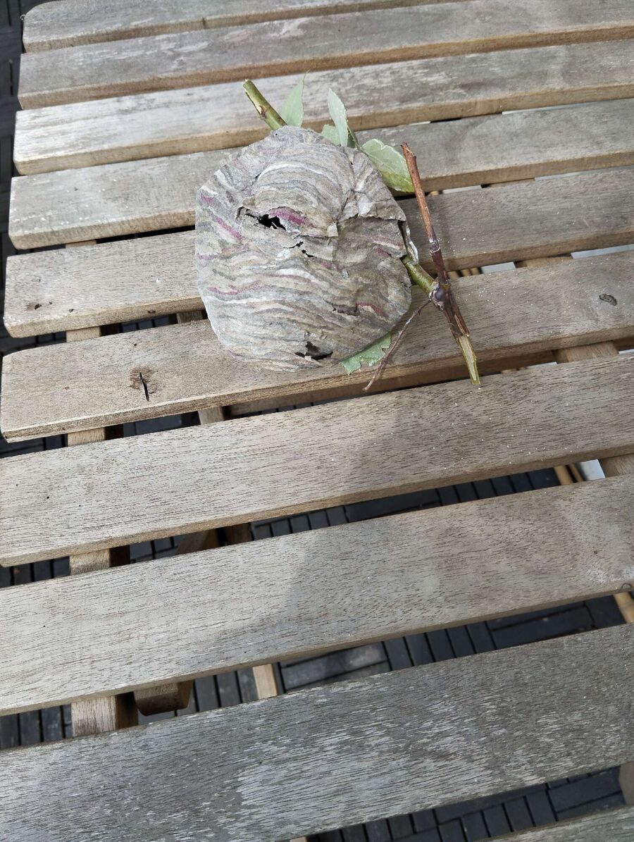 wespennest_entfernen