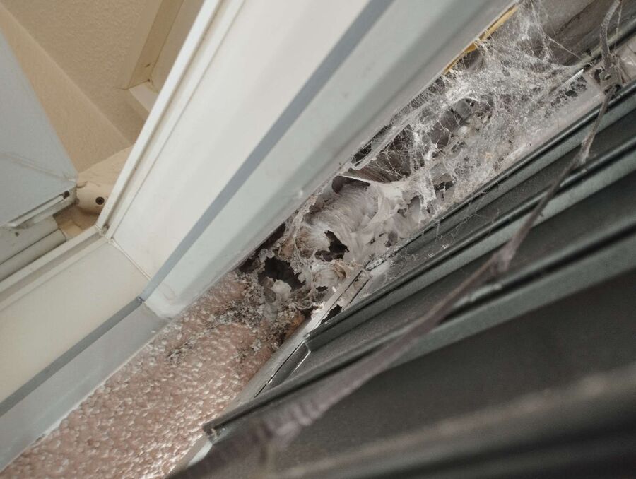 wespennest_entfernen