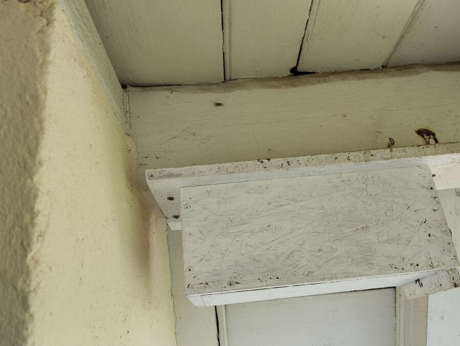 wespennest_entfernen