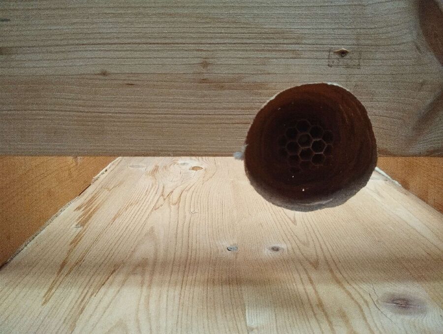 wespennest_entfernen